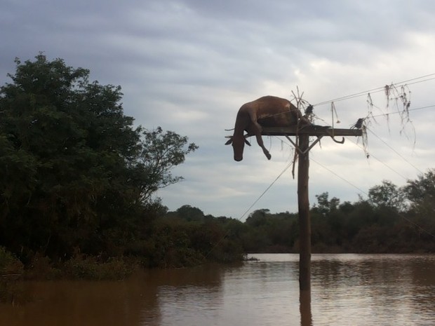 Após cheia do Rio Uruguai, vaca fica pendurada em poste em São Borja