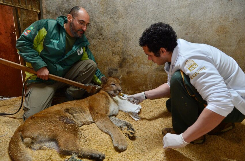Puma resgatado pela BM se recupera no GramadoZoo