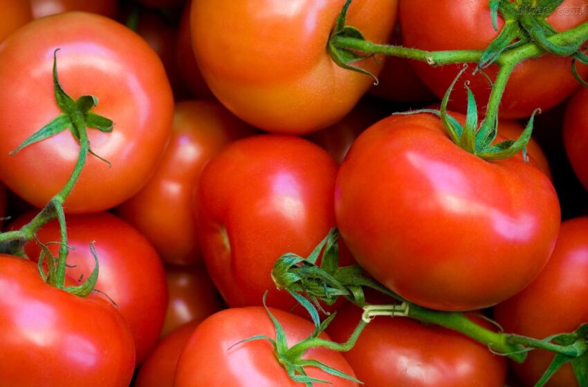 Estudo recomenda tomate para prevenir câncer de próstata