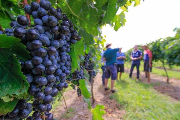 Produtores e vinícolas da Serra negociam novo preço mínimo da uva