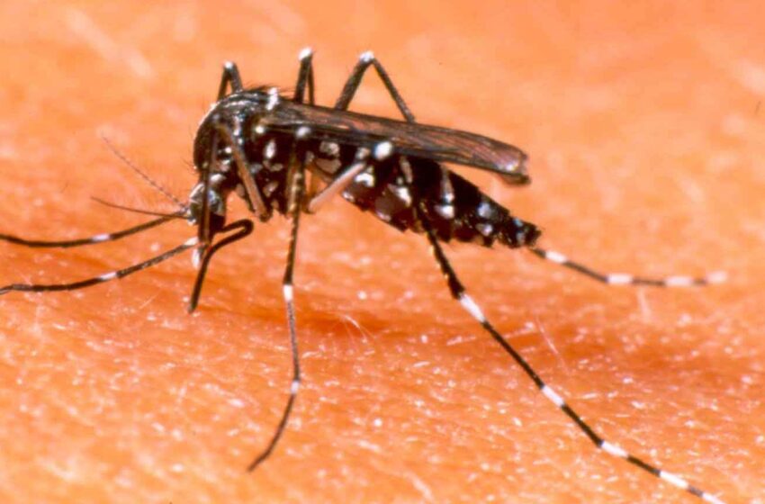  Fiocruz libera mosquitos contaminados com bactéria para combater a dengue