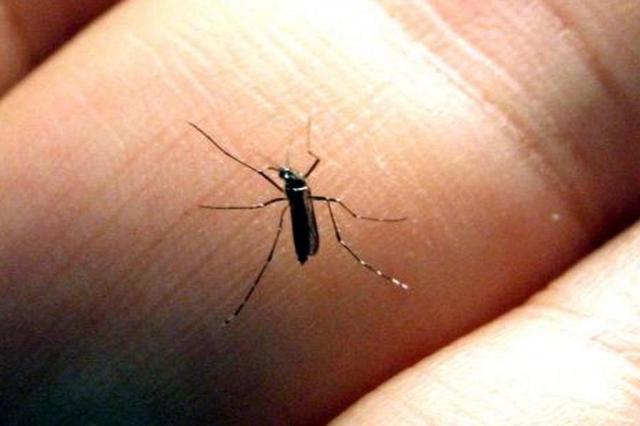  Exames de dois casos suspeitos do chikungunya no RS devem ser concluídos neste mês