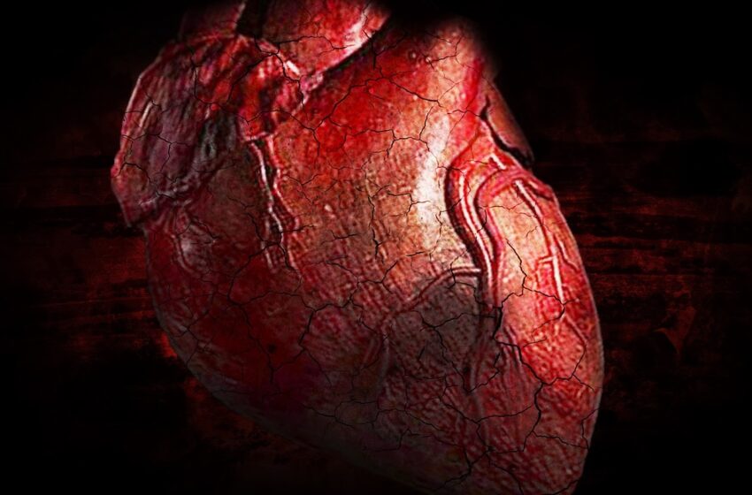  Cientistas encontram possível resposta para reparar corações danificados