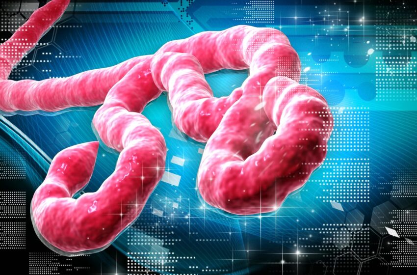  Vírus ebola é detectado em sêmen 3 meses após desaparecimento de sintomas