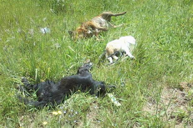  Quatro funcionários da prefeitura de Bom Jesus são indiciados por matança de cães e gatos