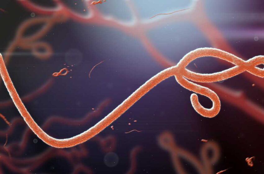  Mutações do vírus Ebola podem afetar tratamentos experimentais