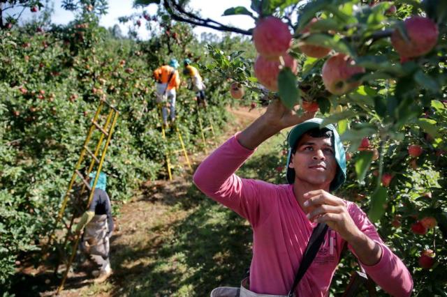  Professor troca baixo salário no Maranhão para colher maçã em Vacaria