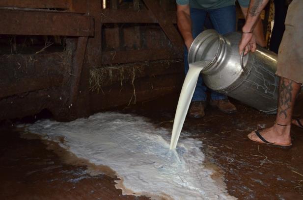  Produtores jogam leite fora no Noroeste do Estado
