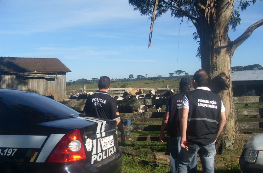 Polícia Civil está realizando uma grande operação policial para reprimir o abigeato na região de Vacaria