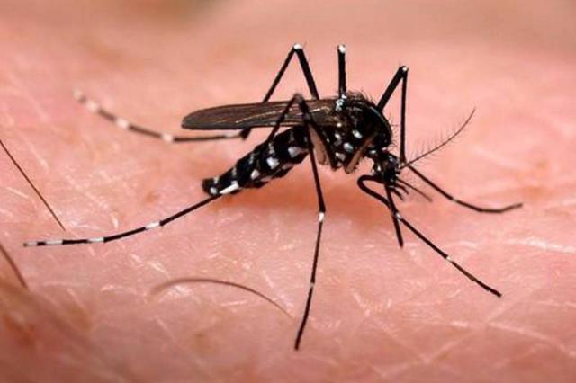 Número de casos de dengue dobra no RS no primeiro trimestre