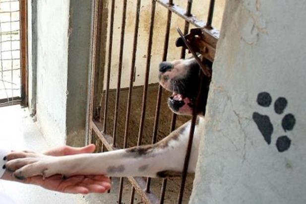 Projeto prevê desconto de IPTU para quem adotar animal em Porto Alegre