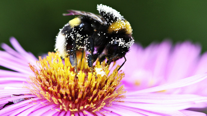  Casa Branca faz do sumiço de abelhas uma questão de Estado