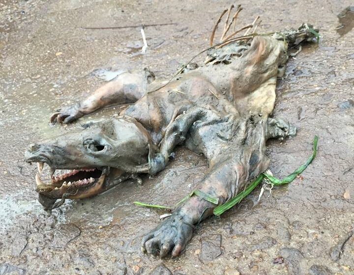 Animal estranho é encontrado em Bom Jesus