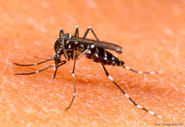 Encontrada larvas do do mosquito Aedes Aegypti em Vacaria
