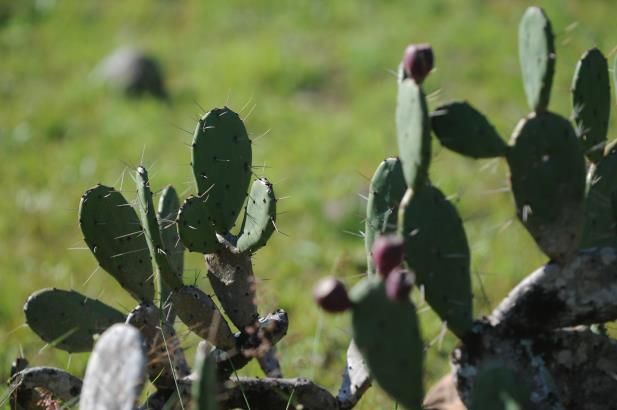 Mais de 800 espécies da flora gaúcha estão ameaçadas de extinção