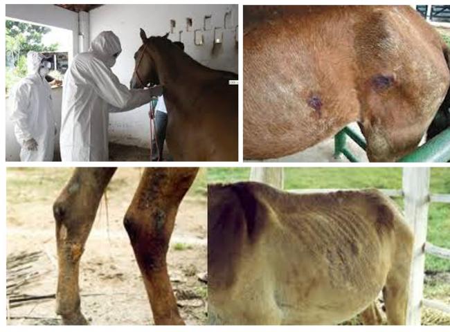 Estado do RS tem 17 animais infectados com a doença do mormo