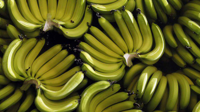  Com avanço de praga, a banana pode entrar em extinção, diz estudo