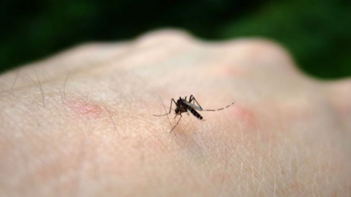 OMS emite alerta mundial para zika
