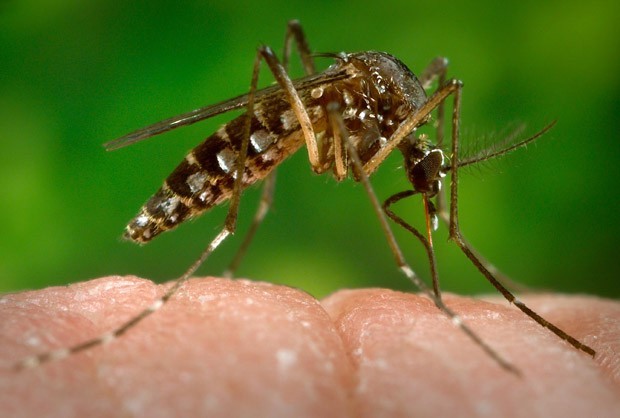  Por que o mosquito Aedes aegypti transmite tantas doenças?