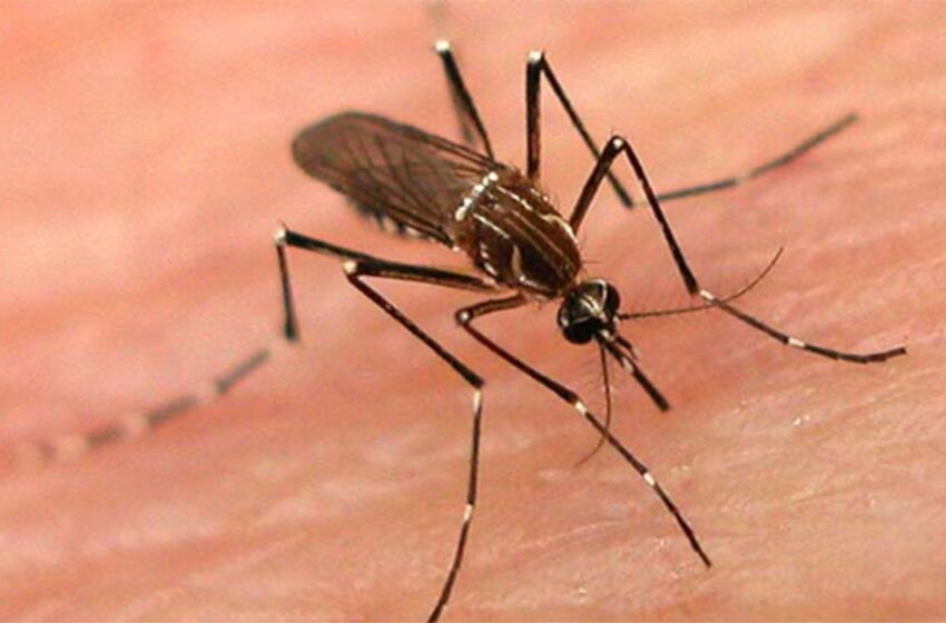  Anvisa aprova primeira vacina contra a dengue