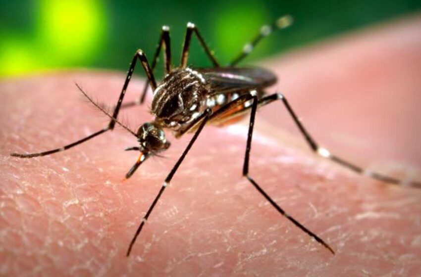  O que é verdade e o que é boato sobre o zika vírus