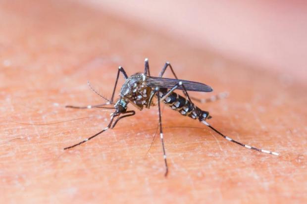 Secretaria Municipal de Saúde, através da Vigilância Ambiental, executa o trabalho de Monitoramento de Combate ao Aedes Aegypti