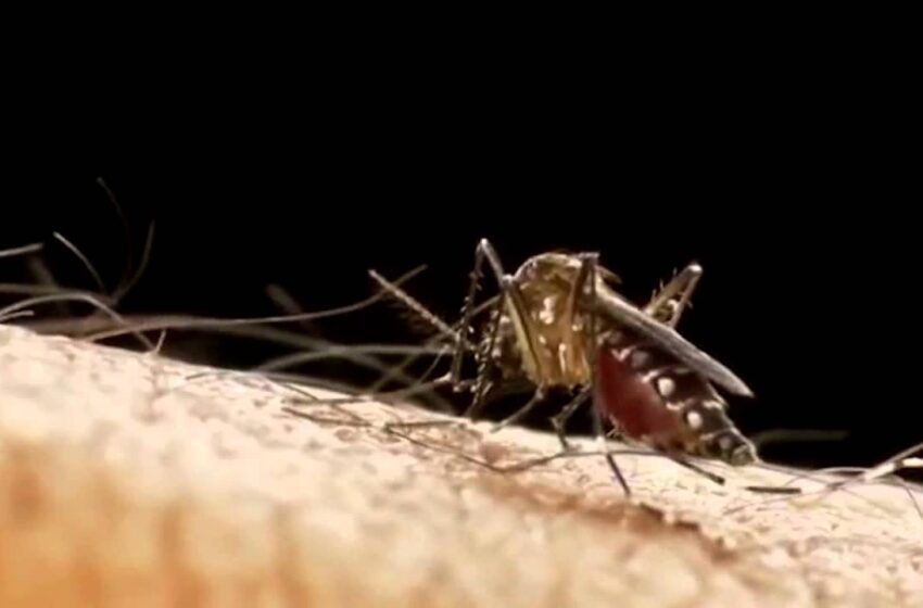 Em Porto Alegre, 70% dos mosquitos são Aedes, mas sem contaminação por Zika