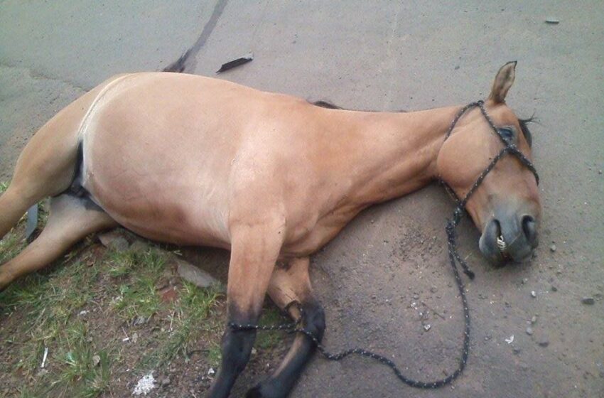  Cavalo descontrolado morre ao colidir com veículo