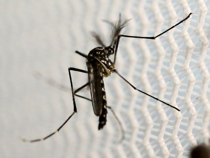  OMS recomenda que grávidas não visitem áreas afetadas pelo zika