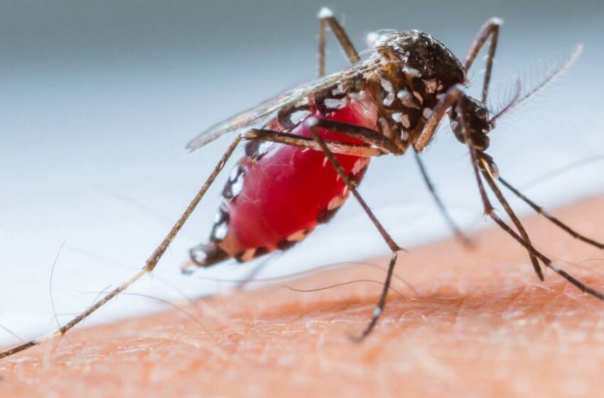  RS regulamenta entrada forçada em imóveis no combate ao Aedes aegypti