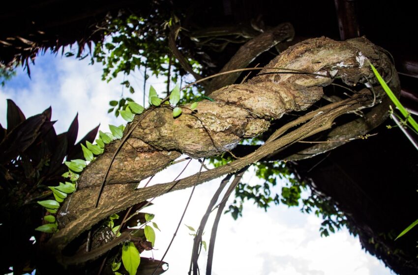 Chá de ayahuasca pode, sim, causar psicose e até matar