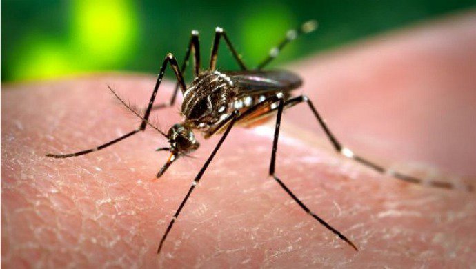  Explode o número de casos de chikungunya no Brasil