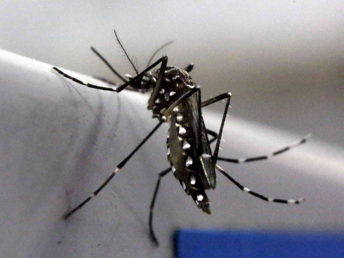  Epidemia de zika regride no Brasil, afirma OMS