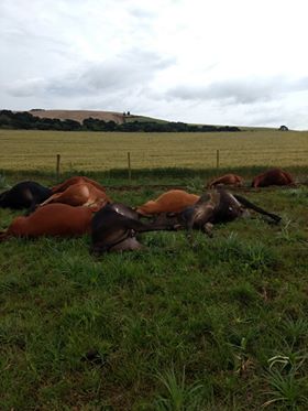 Raio mata nove vacas em Muitos Capões