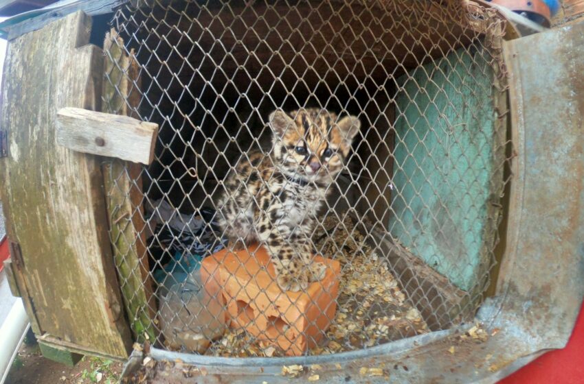 Brigada Militar flagra felino silvestre mantido em cativeiro em Vacaria