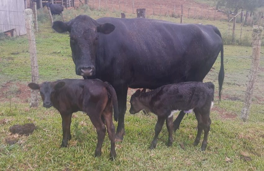 Vaca deu cria a bezerras gêmeas em Vacaria