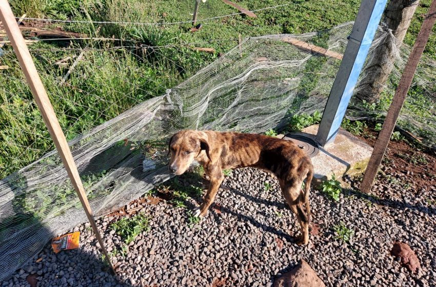 POLÍCIA CIVIL CUMPRE MANDADO DE BUSCA E APREENSÃO E REALIZA PRISÃO EM FLAGRANTE POR MAUS TRATOS A ANIMAIS