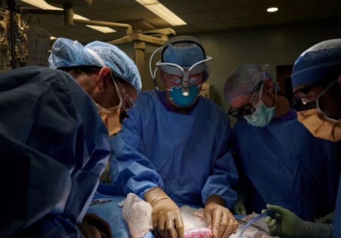 Pela 1ª vez, rim de porco é transplantado com sucesso em humano