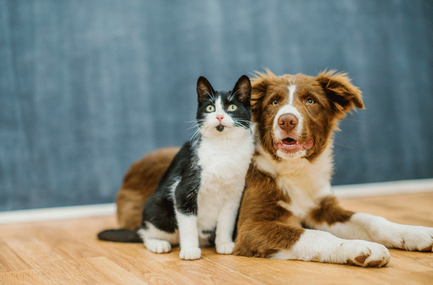 Lei aprovada na França proíbe venda de cães e gatos em lojas a partir de 2024
