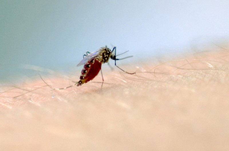  Óbitos por dengue no Estado se concentram na população idosa