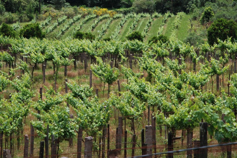  Produtores de vinho devem fazer duas declarações obrigatórias até agosto
