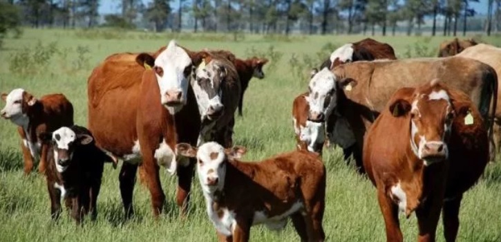  Agricultura impulsiona produção de carne bovina gaúcha