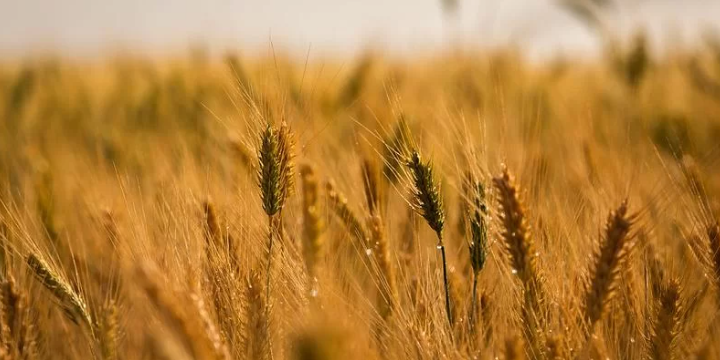  Chuva ameaça desenvolvimento do trigo