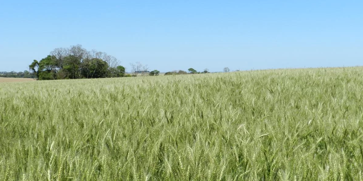  Preço do trigo acumula queda de 27% no ano
