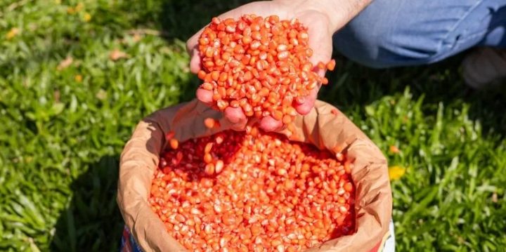  Prazo para solicitar sementes do Troca-Troca vai até 17 de maio