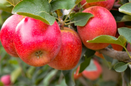 Produtores de maçã destinam mais de 18 toneladas da fruta para abrigos
