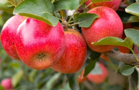  Produtores de maçã destinam mais de 18 toneladas da fruta para abrigos