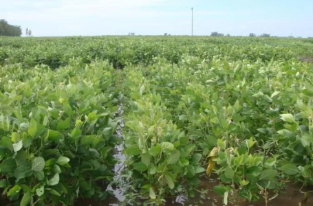 Excesso de chuva pode prejudicar qualidade da soja e diminuir produção | Foto: Ana Claudia Oliveira.
