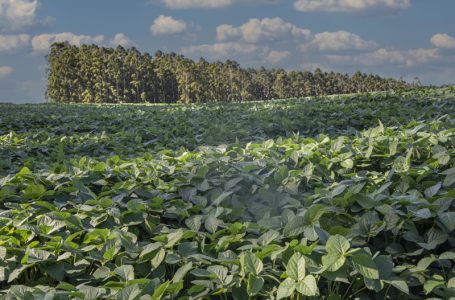 Semeadura da soja começa dia 1° no RS