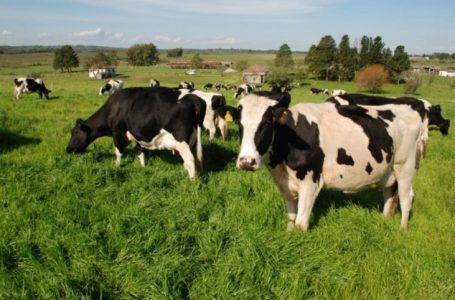 Precipitação pluvial, temperatura e umidade do ar são utilizados para identificar faixas de conforto ou desconforto animal – Foto: Fernando Dias.